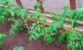 Высаживание рассады в теплицу