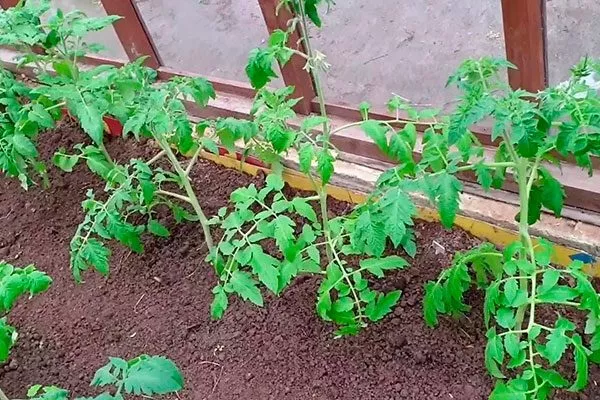 Высаживание рассады в теплицу