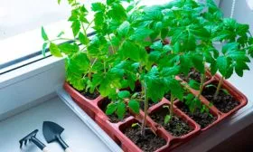 Взращивание рассады и пересадка