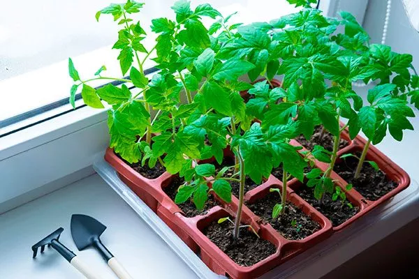 Взращивание рассады и пересадка