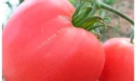 Период созревания и продуктивность