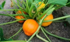 Описание растения и плодов