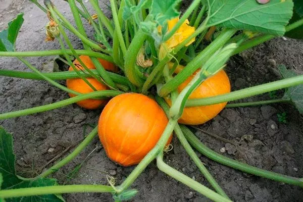 Описание растения и плодов