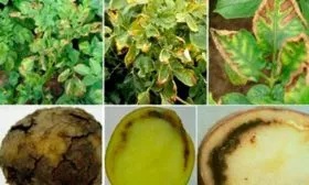 Заболевания и вредители