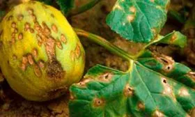 Заболевания и вредители