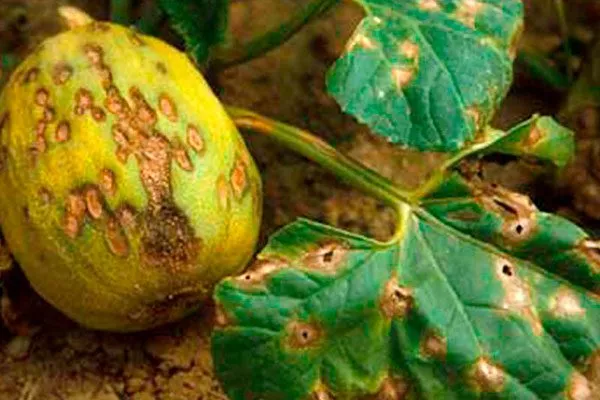 Заболевания и вредители