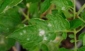 Заболевания и встречающиеся вредители