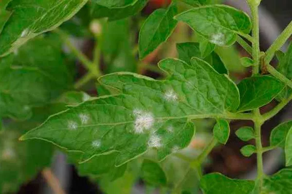 Заболевания и встречающиеся вредители