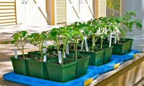 Закалка рассады