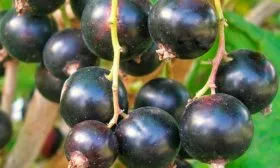 Вкусовые качества, применение смородины Севчанка