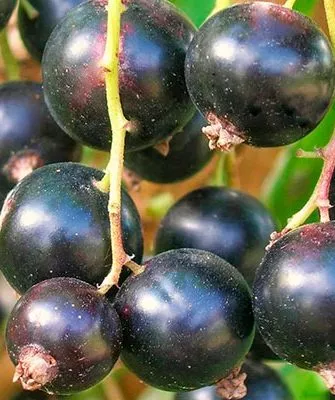 Вкусовые качества, применение смородины Севчанка