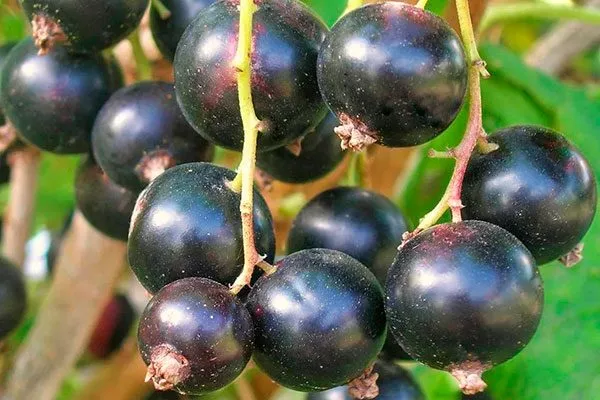 Вкусовые качества, применение