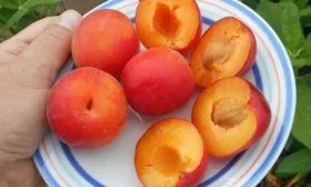 Особенности плодоношения