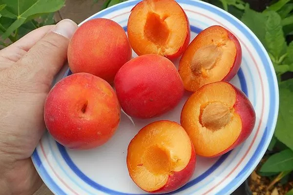 Особенности плодоношения