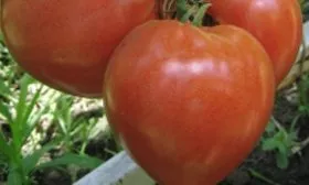 Минусинский медведь