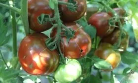 томат Чёрная магия