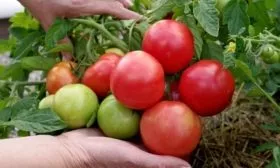 Плоды томата Феля