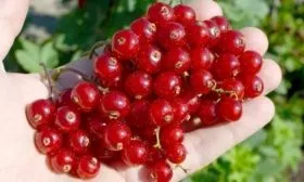 смородина красная