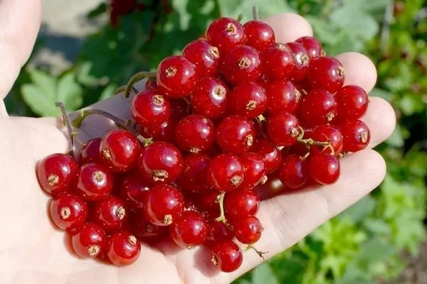 смородина красная