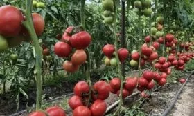 куст помидоров Пинк