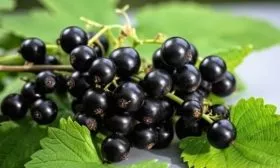 смородина Загадка