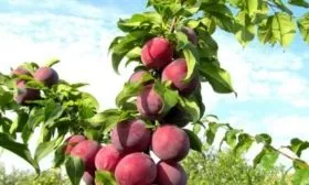 слива Машенька