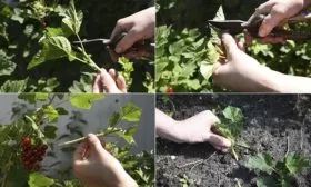 размножение смородины