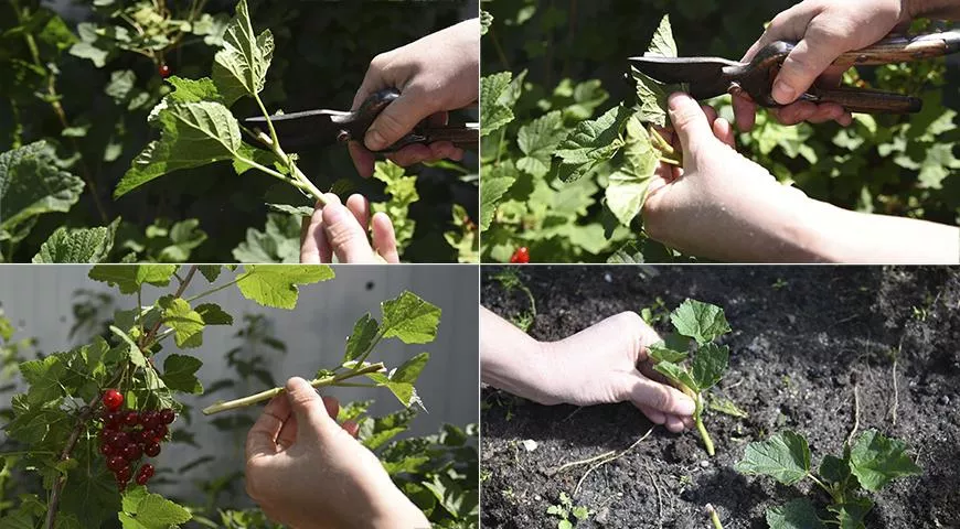 размножение смородины