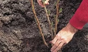 пересадка куста смородины