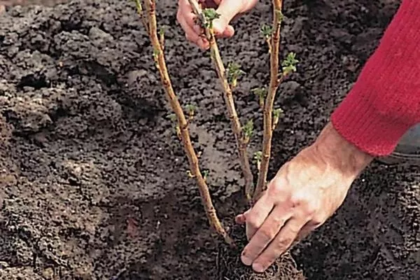 пересадка куста смородины