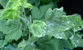 мучнистая роса на смородине