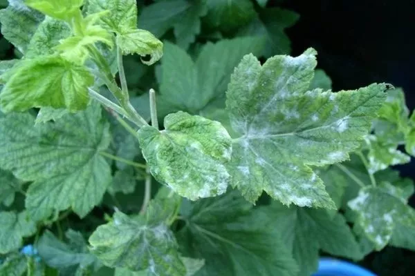 мучнистая роса на смородине