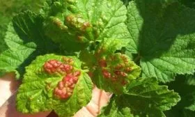 бокальчатая ржавчина на смородине