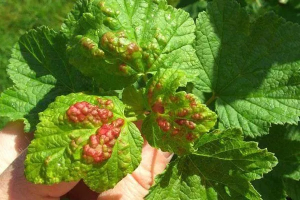 бокальчатая ржавчина на смородине