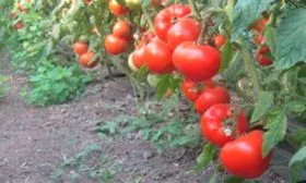 Морфологические особенности растения