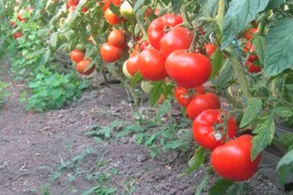 Морфологические особенности растения