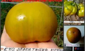 Описание плодов2