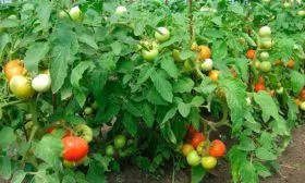 Созревание и плодоношение, продуктивность