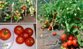 Описание куста и плодов