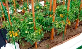 Формирование кустов, пасынкование и подвязка побегов