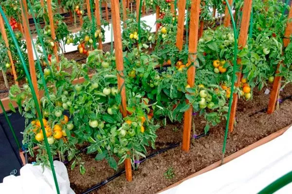 Формирование кустов, пасынкование и подвязка побегов