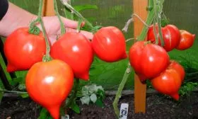 Описание растения и плодов