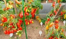 Описание растения