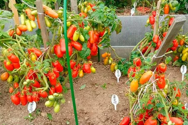 Описание растения