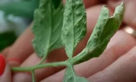 Болезни и вредители