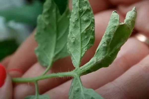 Болезни и вредители