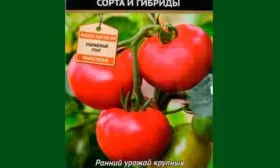 Описание кустов и плодов