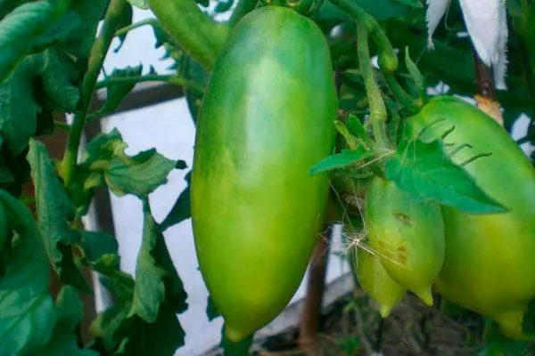 Описание растения и плодов, вкус и назначение2