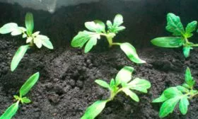 Уход за всходами