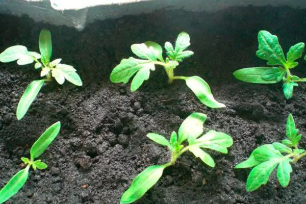 Уход за всходами